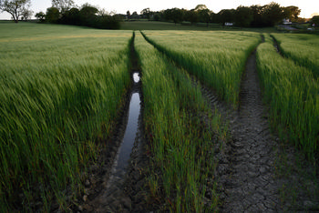 Dusk green wheatfields This is a landscape photograph depicting rural nature in the Peak District, United Kingdom. Captured in the evening during late spring, the image shows expansive green wheatfields with agricultural crops arranged in neat rows across gently undulating fields. The fields are marked with defined tramlines, some of which contain small pools of water, while others display cracked, dry soil. Scattered trees and trimmed hedgerows border the fields, with a few distant houses visible near the horizon. The scene highlights the agricultural practices typical of this rural region, showcasing the vibrancy and growth of wheat during the spring season.
